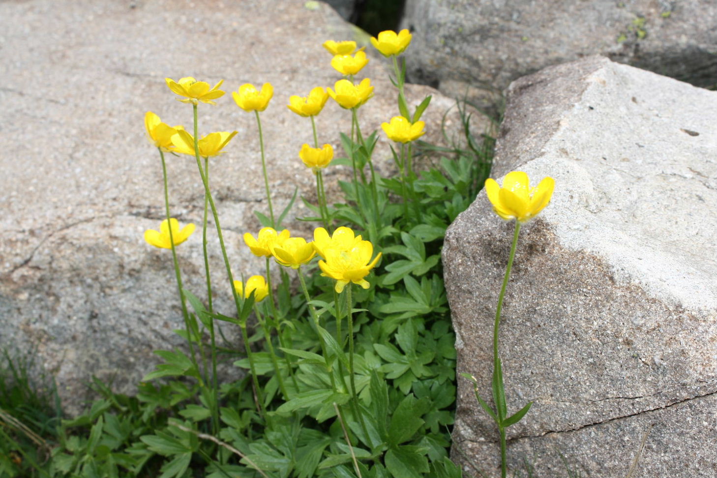 Ranunculus da determinare-4